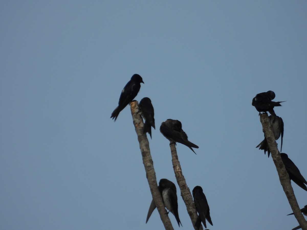 Purple Martin - ML642309870