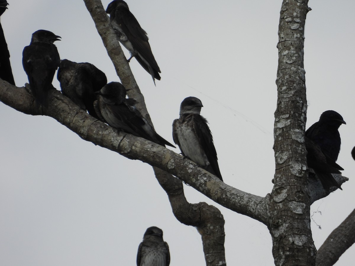 Purple Martin - ML642309871