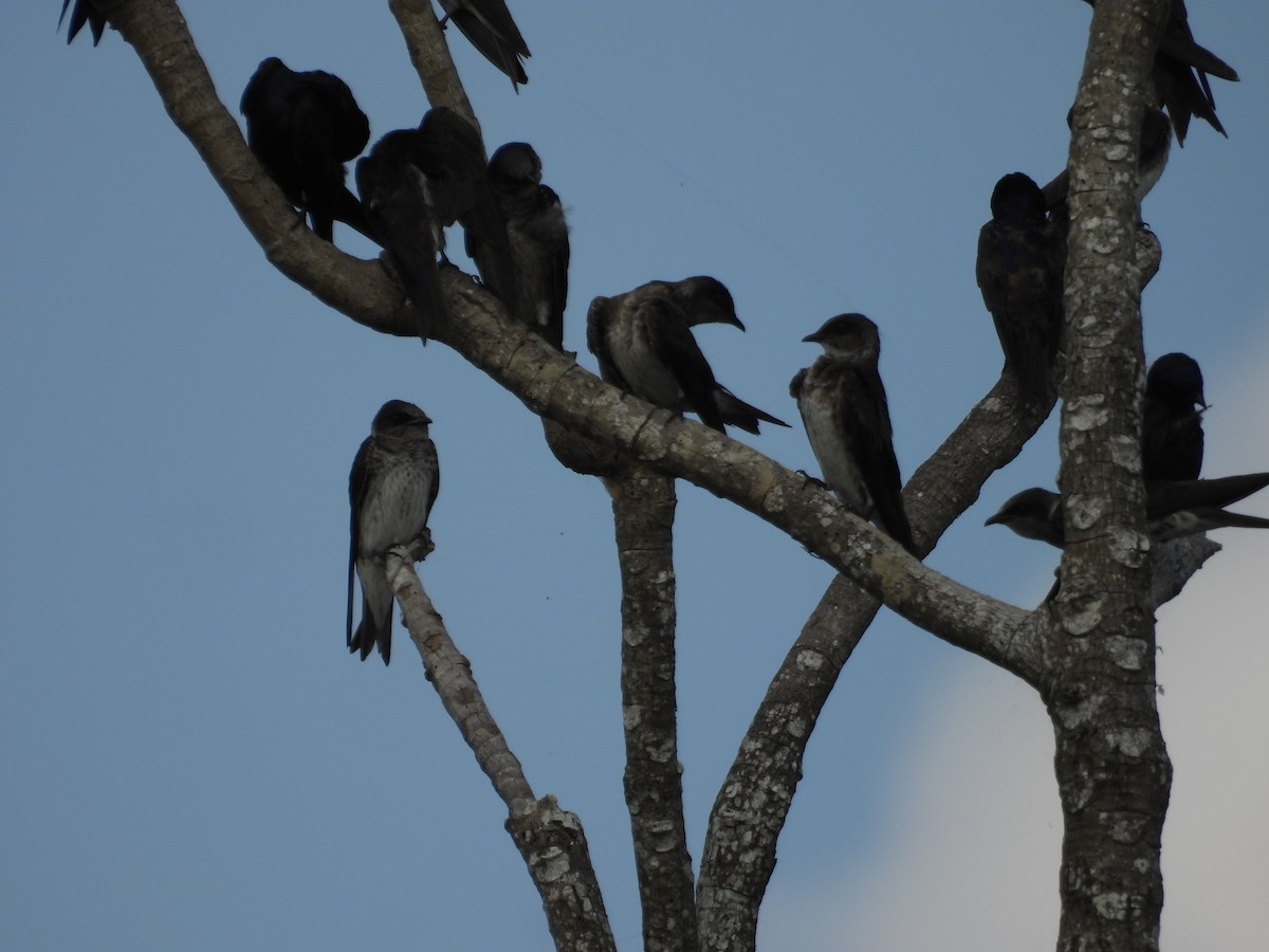 Purple Martin - ML642309872