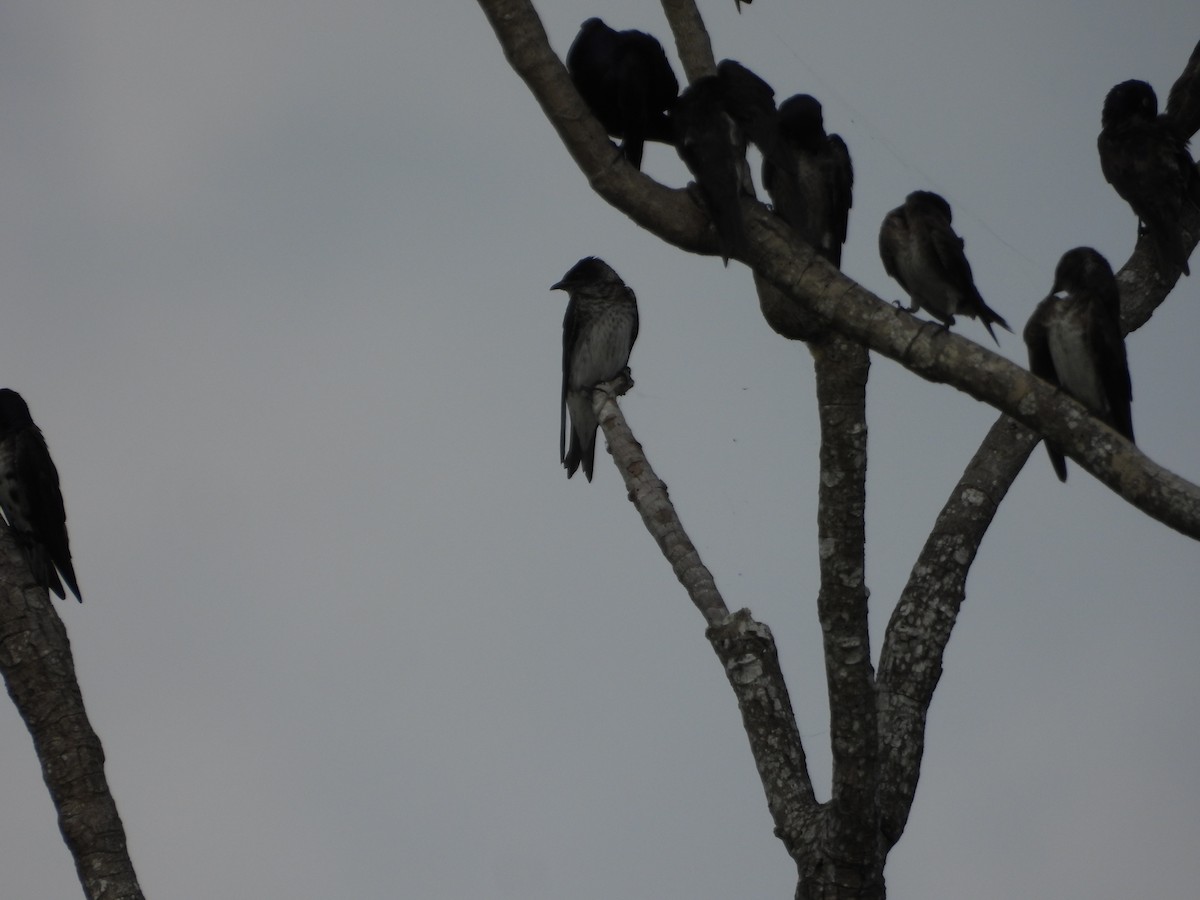 Purple Martin - ML642309873