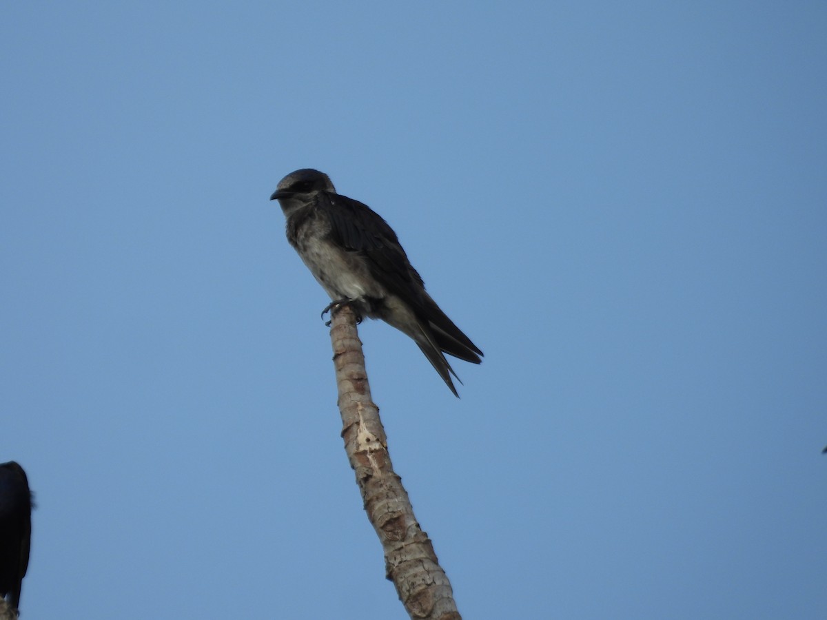 Purple Martin - ML642309874