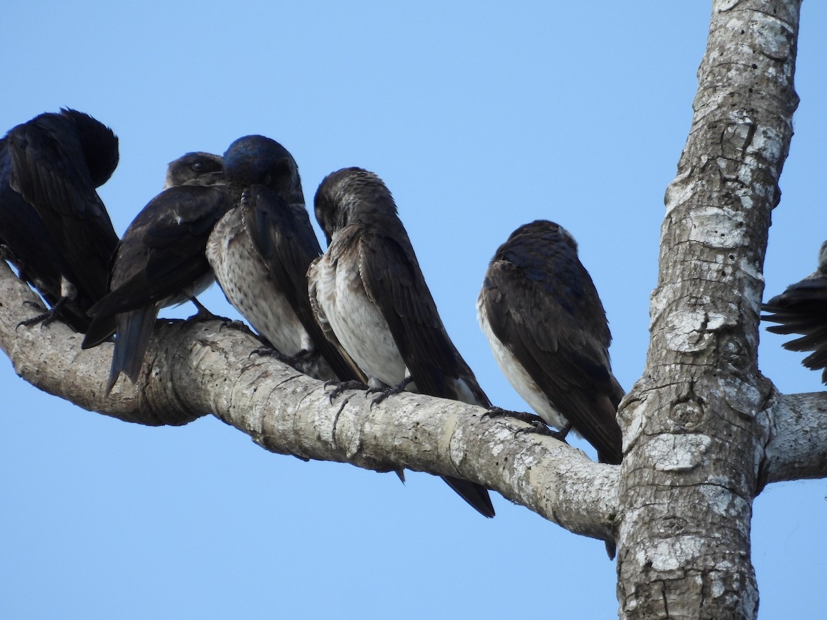 Purple Martin - ML642309875