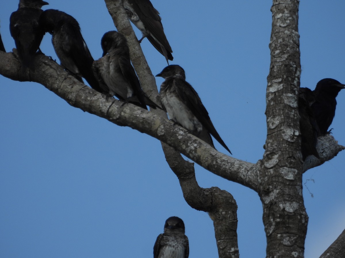 Purple Martin - ML642309878