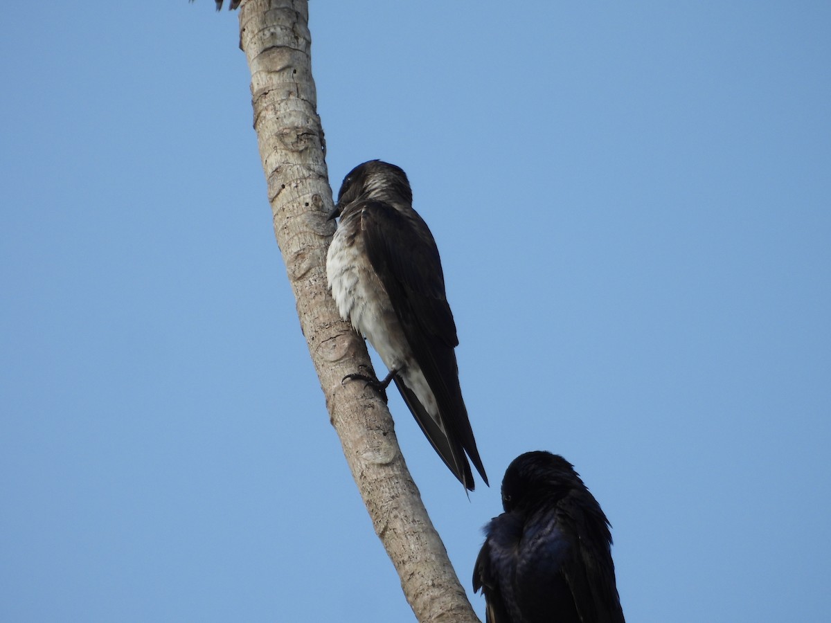 Purple Martin - ML642309879