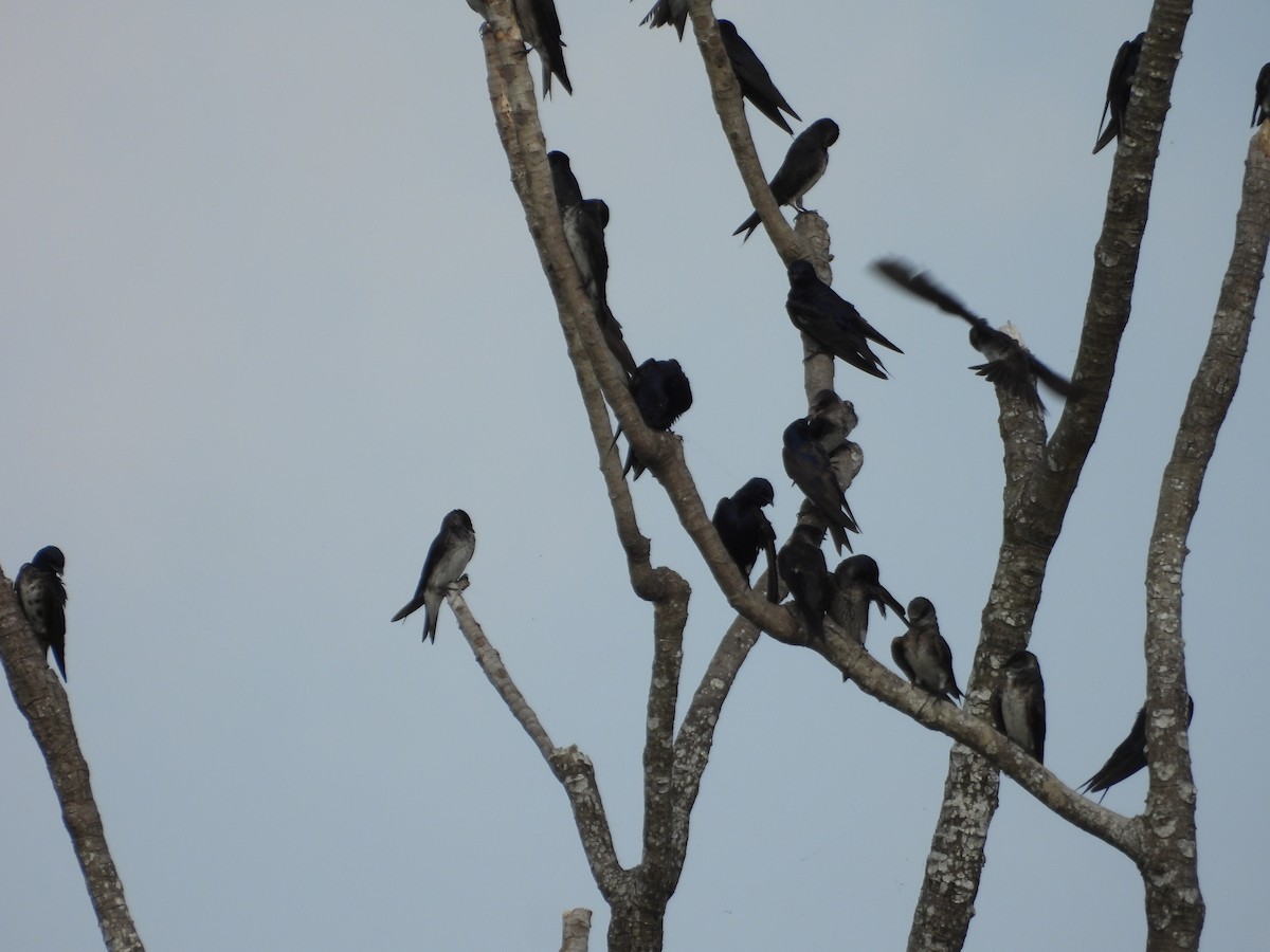 Purple Martin - ML642309880