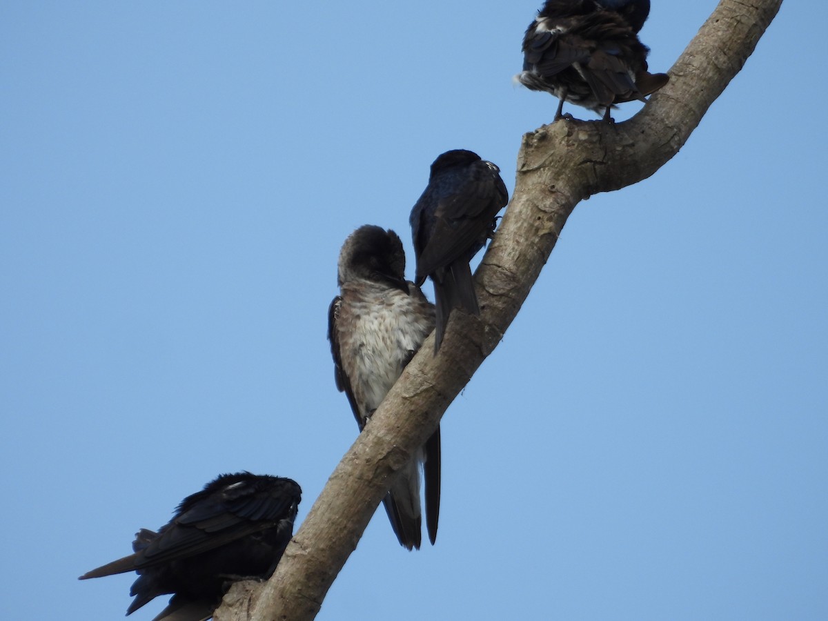 Purple Martin - ML642309881