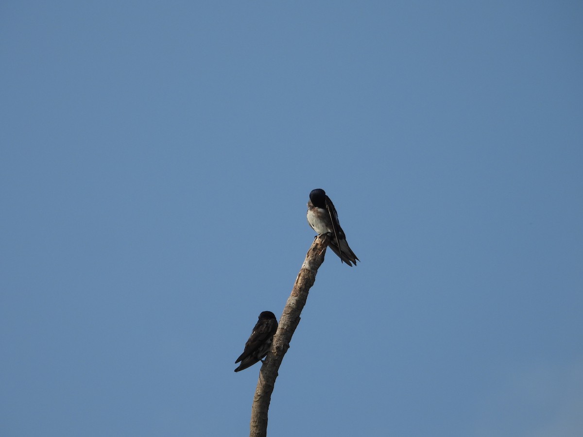 Purple Martin - ML642309885