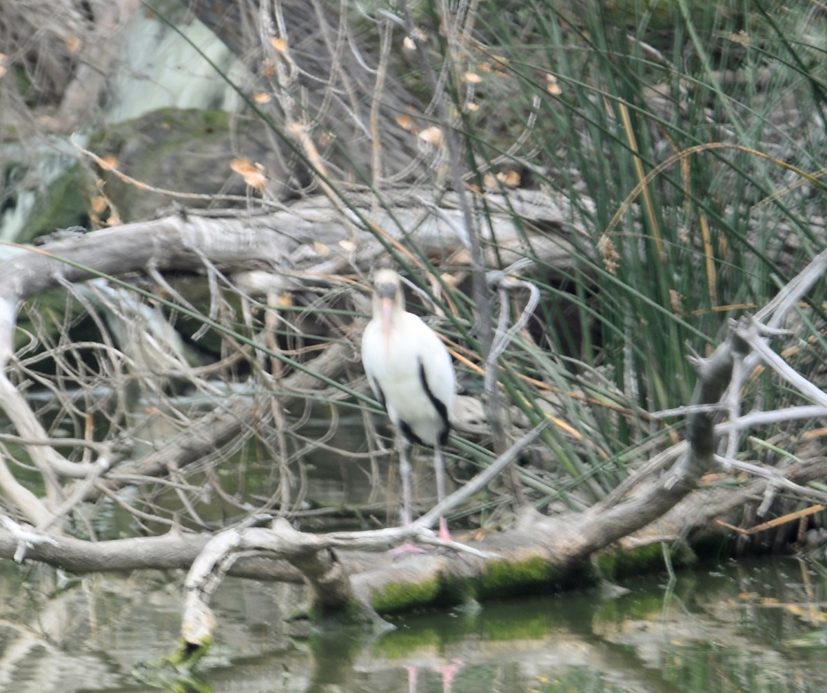 Wood Stork - ML642309899