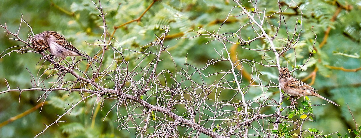 Brewer's Sparrow - ML642309906