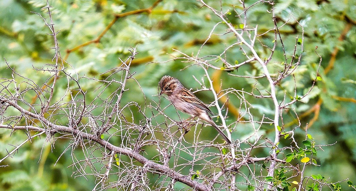 Brewer's Sparrow - ML642309907