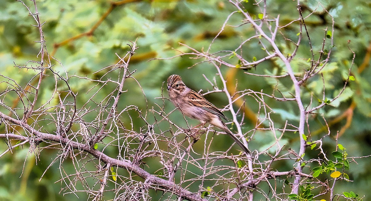 Brewer's Sparrow - ML642309908