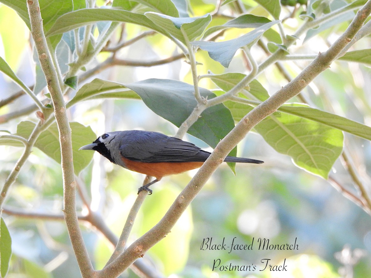 Black-faced Monarch - ML642309938