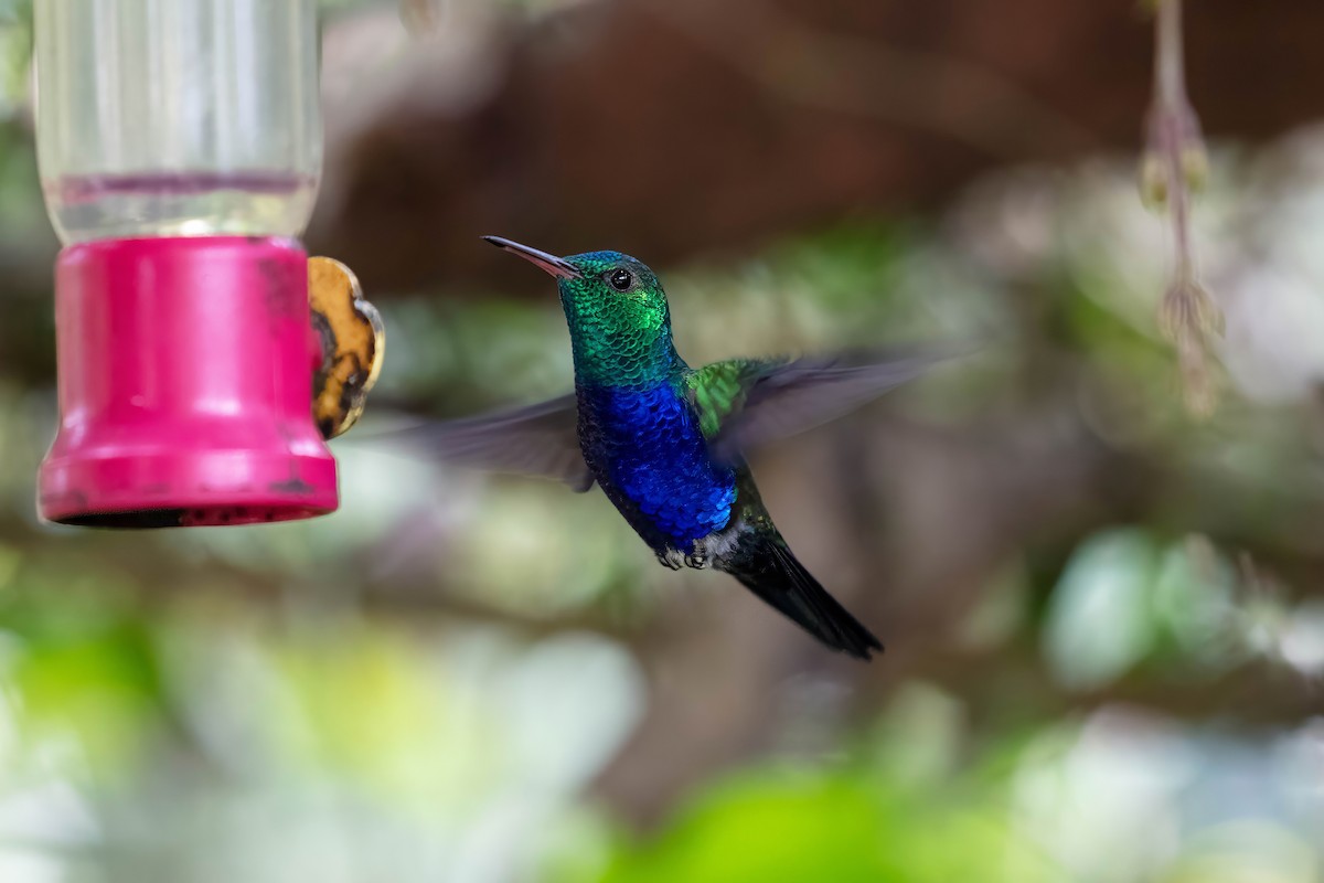 Violet-bellied Hummingbird - ML642309949