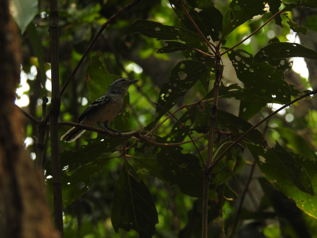 Planalto Slaty-Antshrike - ML642309965