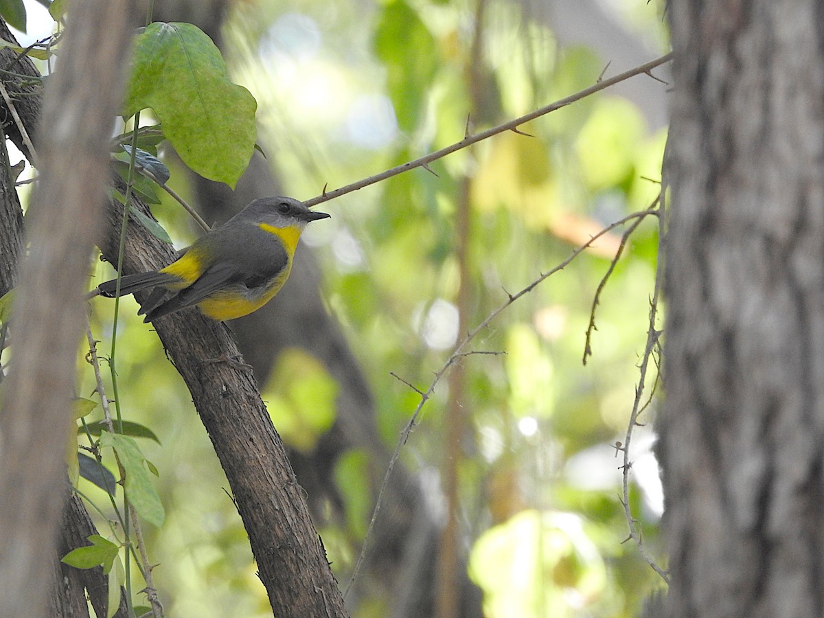 Eastern Yellow Robin - ML642309975