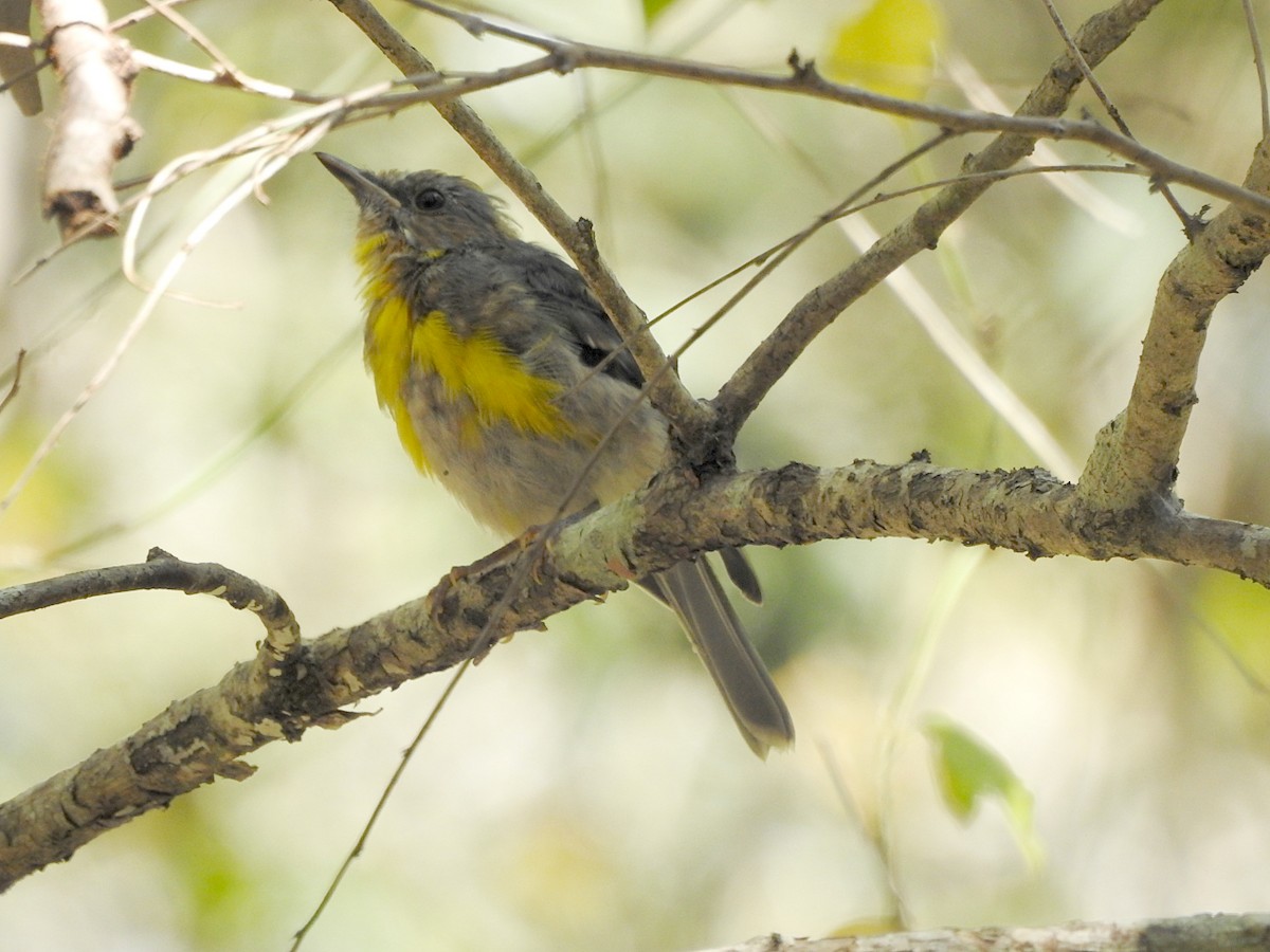 Eastern Yellow Robin - ML642309983