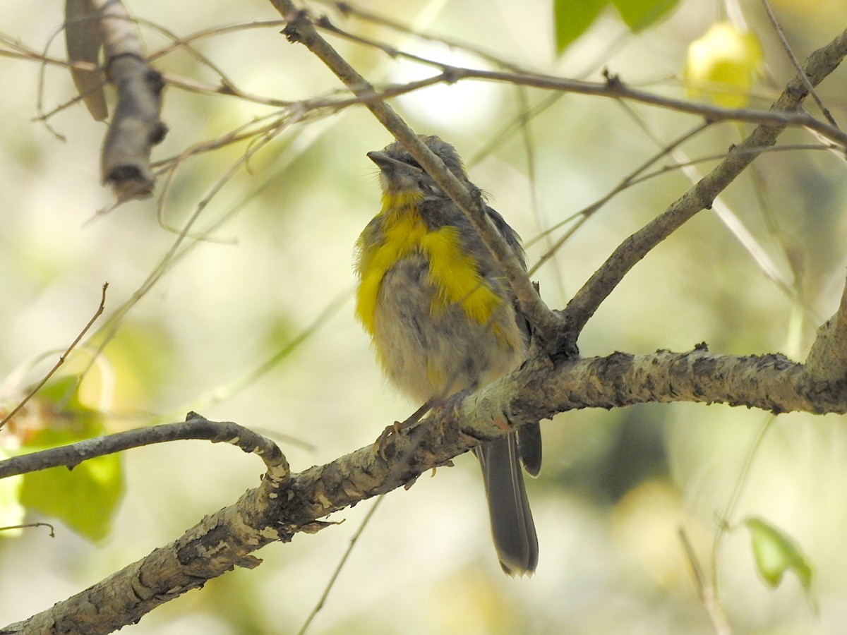 Eastern Yellow Robin - ML642309984