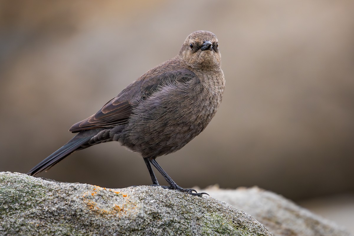Brewer's Blackbird - ML642309988