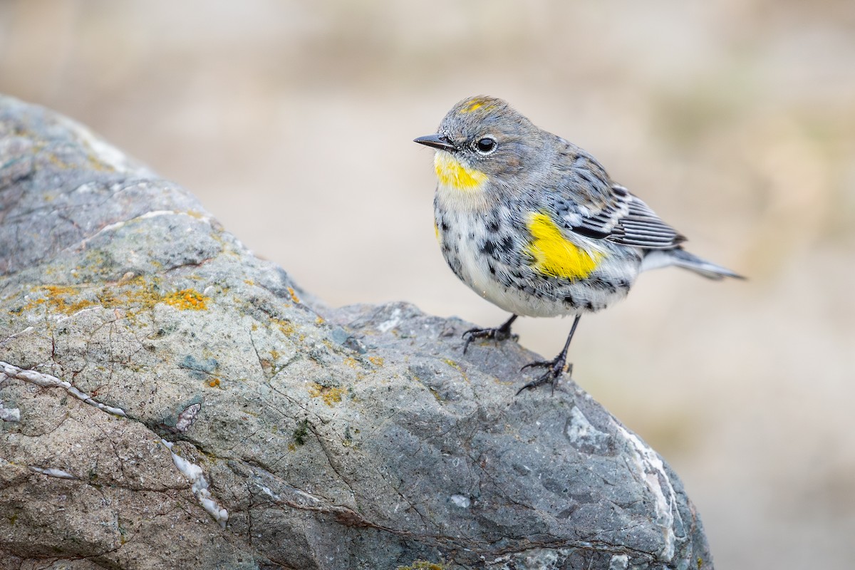 Yellow-rumped Warbler (Audubon's) - ML642309991