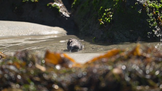 Surfbird - ML642309994