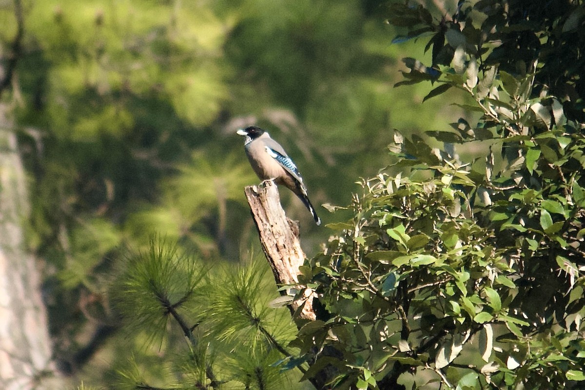 Black-headed Jay - ML642310004