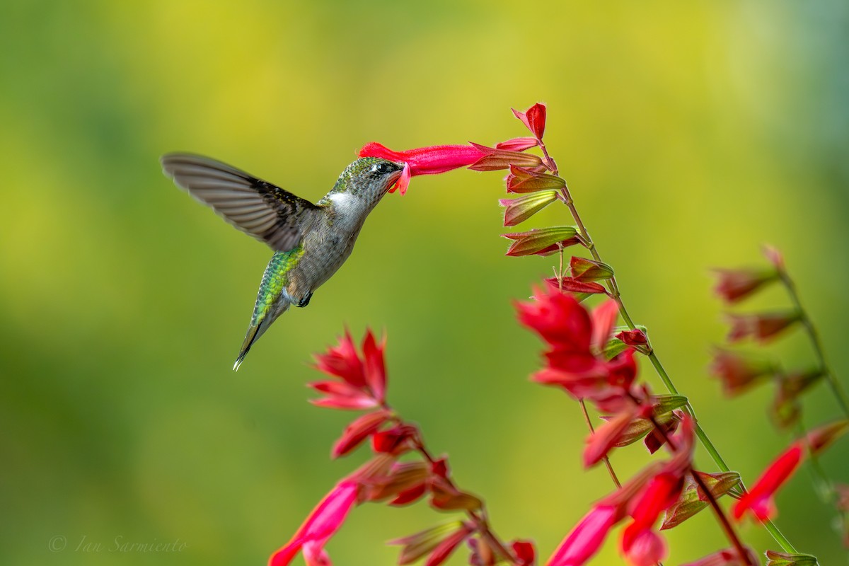Ruby-throated Hummingbird - ML642310008