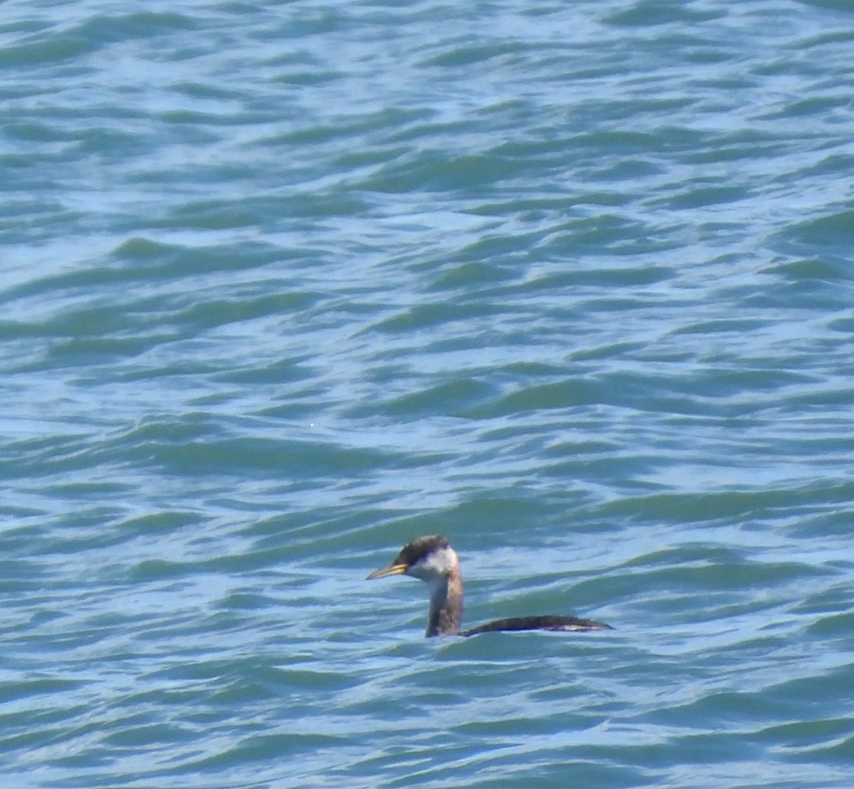 Red-necked Grebe - ML642310019