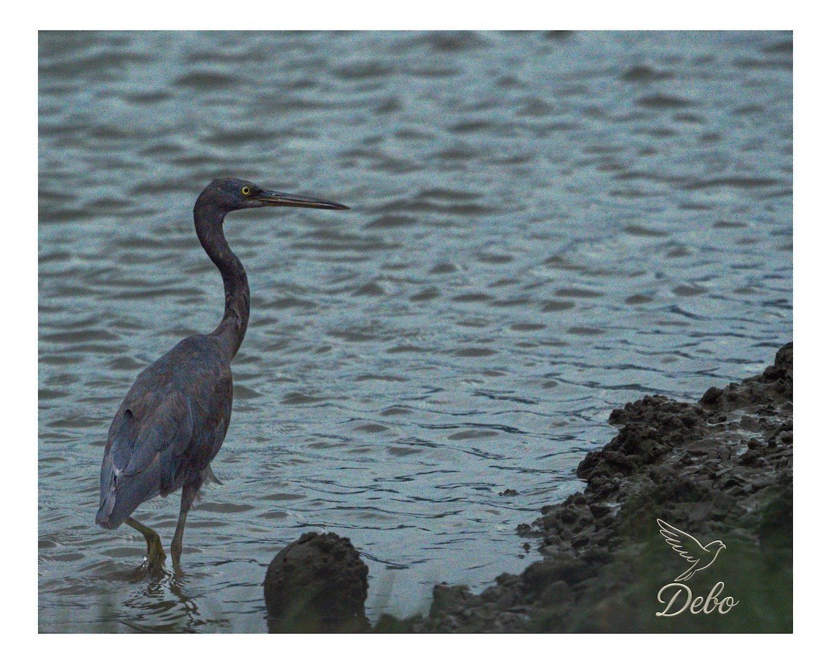 Pacific Reef-Heron - ML642310073