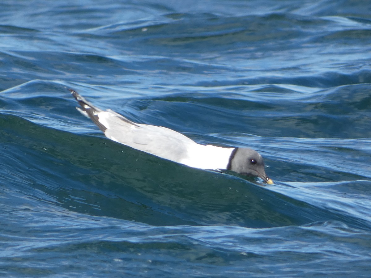 Sabine's Gull - ML642310074