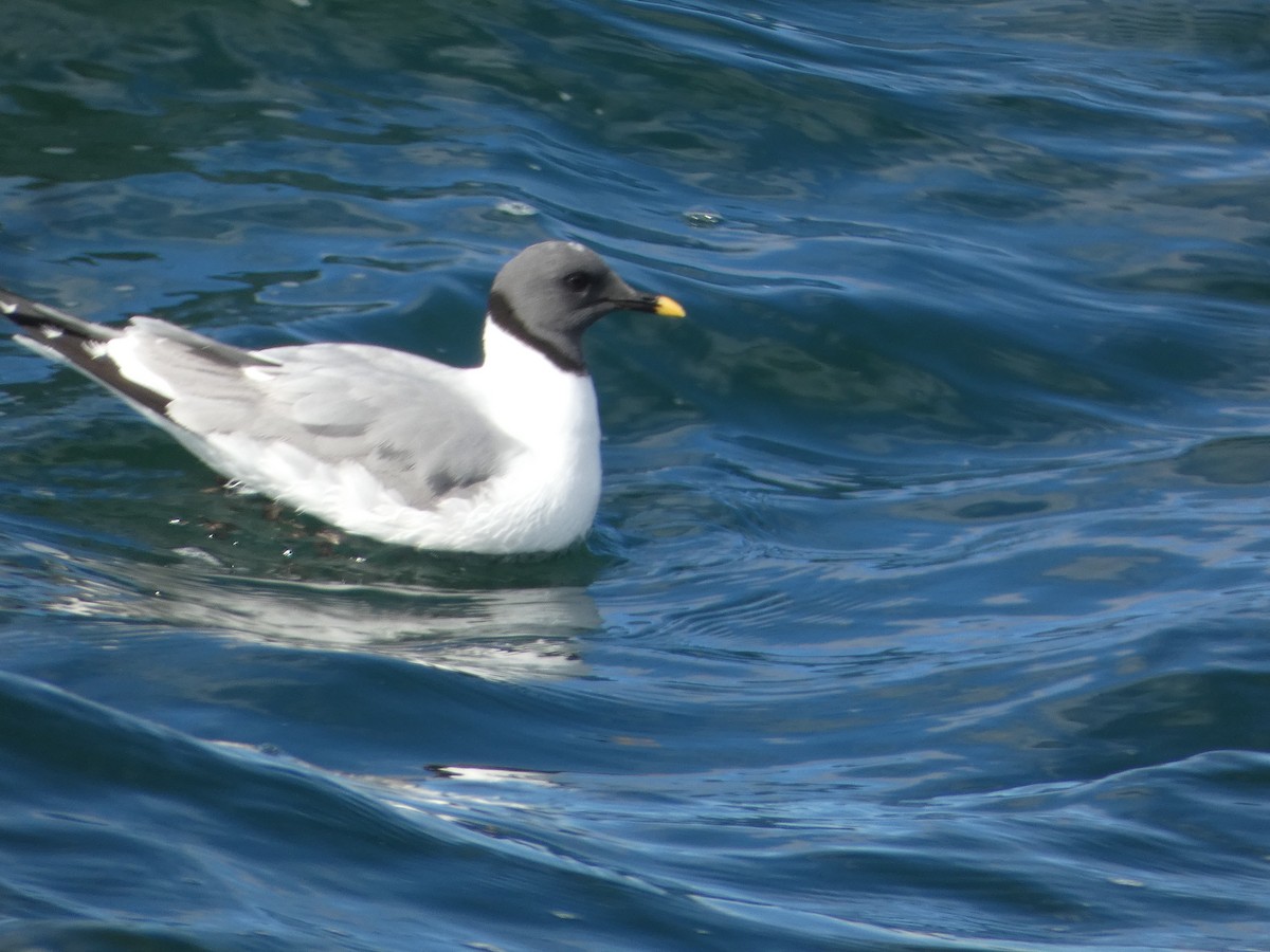 Sabine's Gull - ML642310075