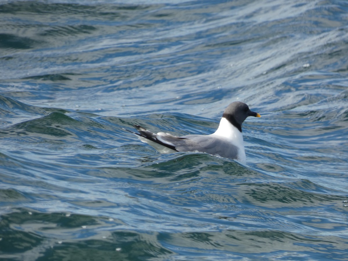 Sabine's Gull - ML642310077