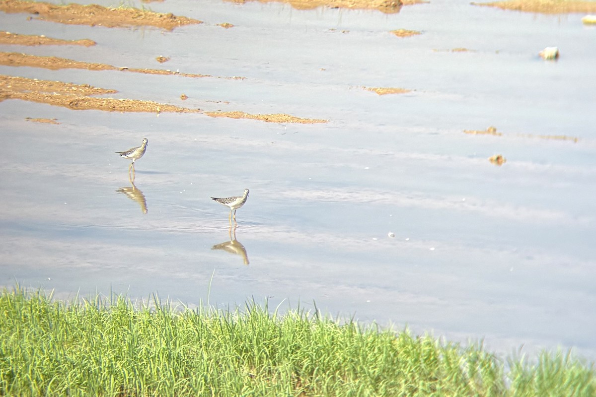 Lesser Yellowlegs - ML642310090