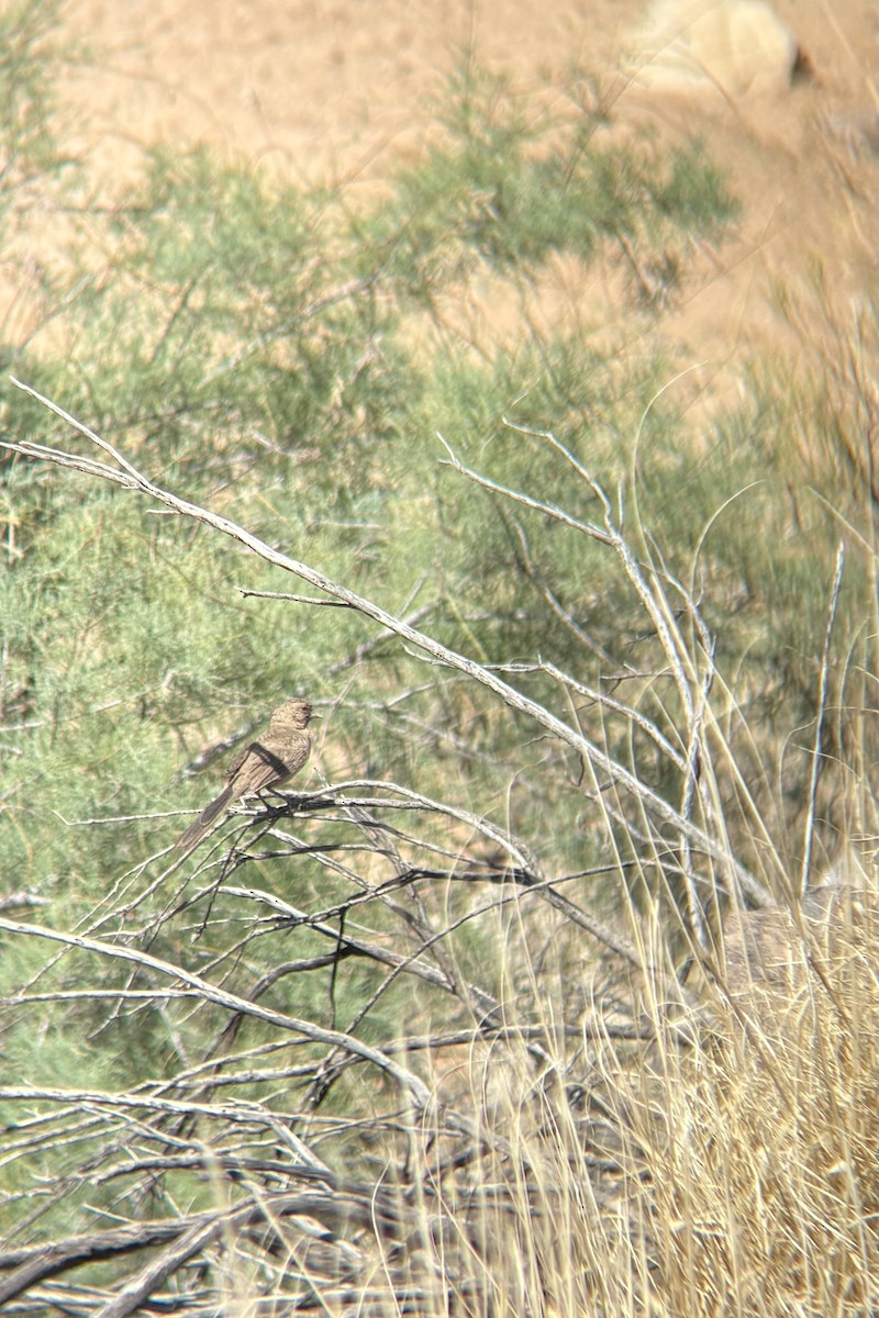 Abert's Towhee - ML642310103