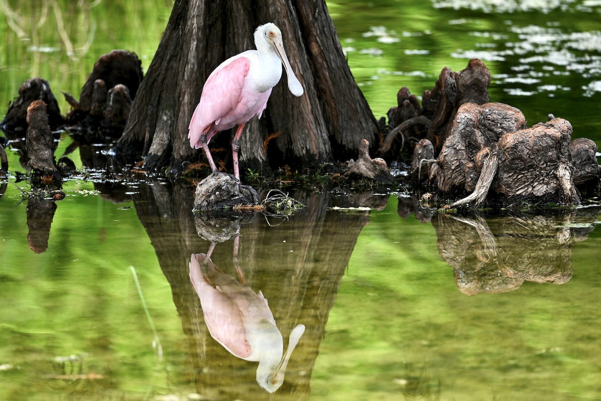 Roseate Spoonbill - ML642310144