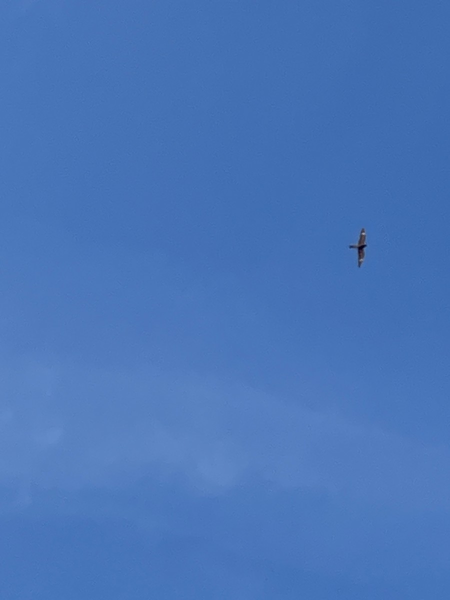 Common Nighthawk - ML642310165