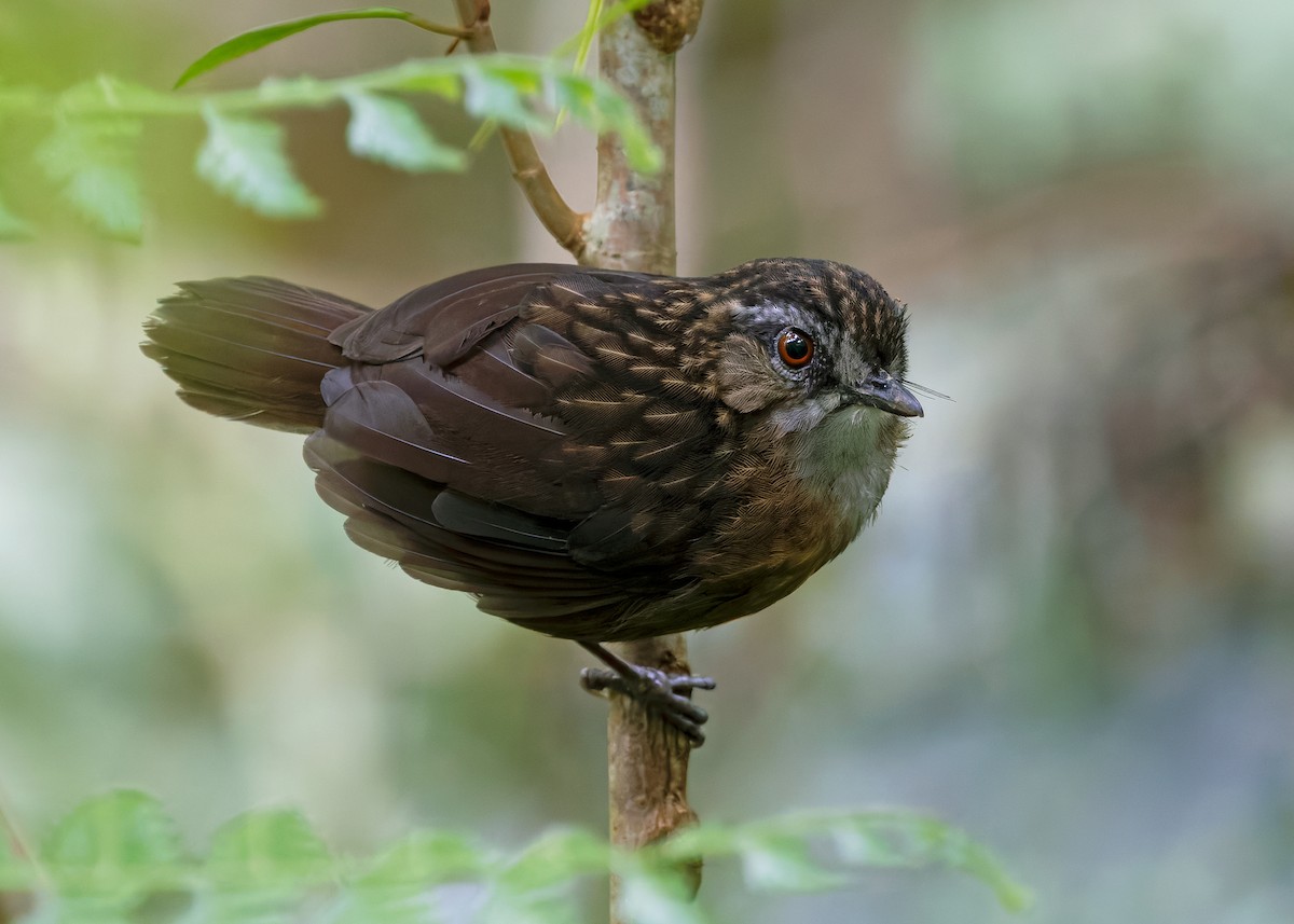 Mountain Wren-Babbler - ML642310169