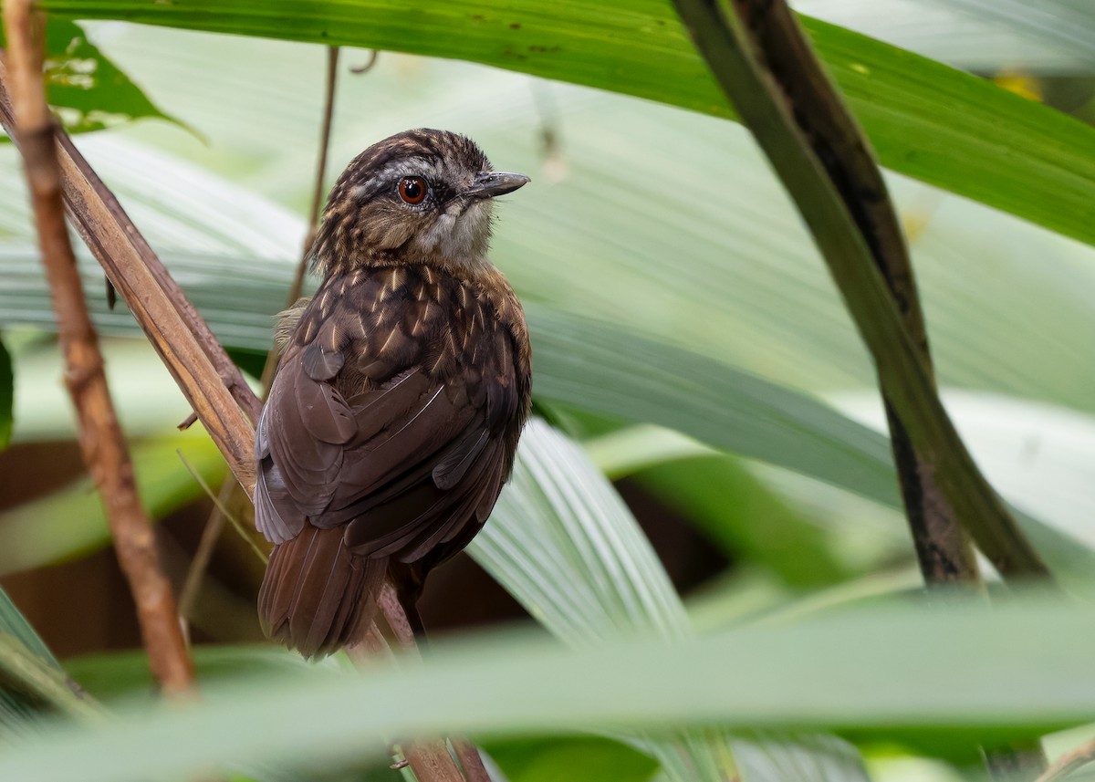 Mountain Wren-Babbler - ML642310170
