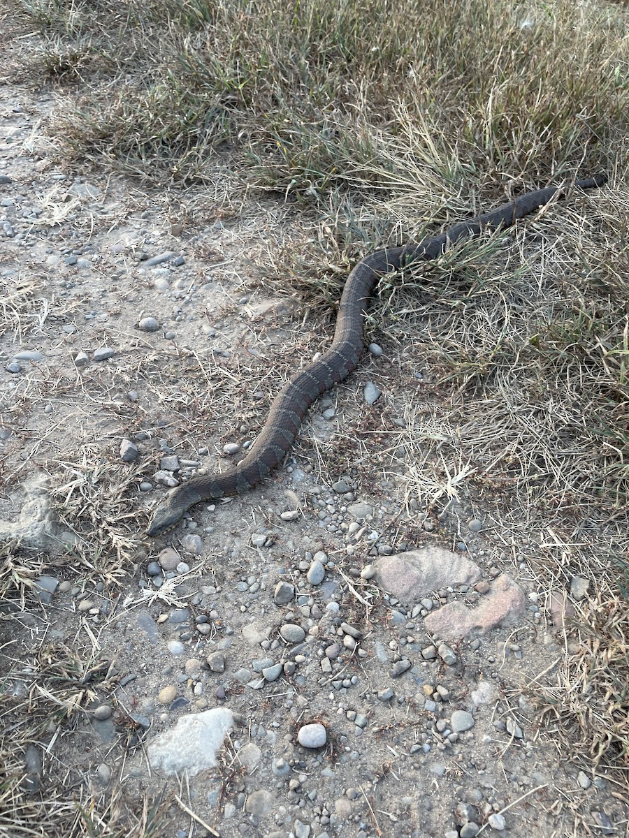 Animals - ML642310184