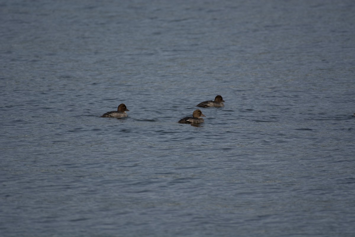 Common Goldeneye - ML642310196