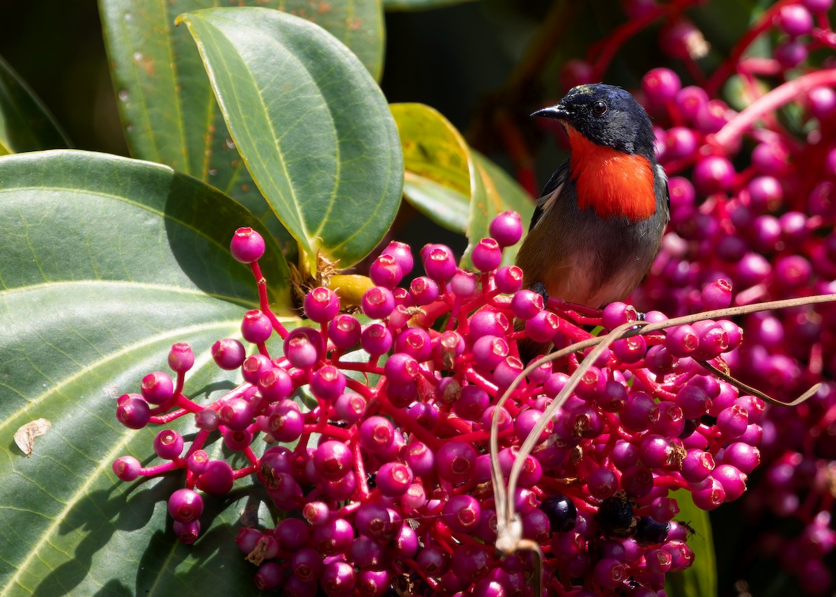 Black-sided Flowerpecker - ML642310245