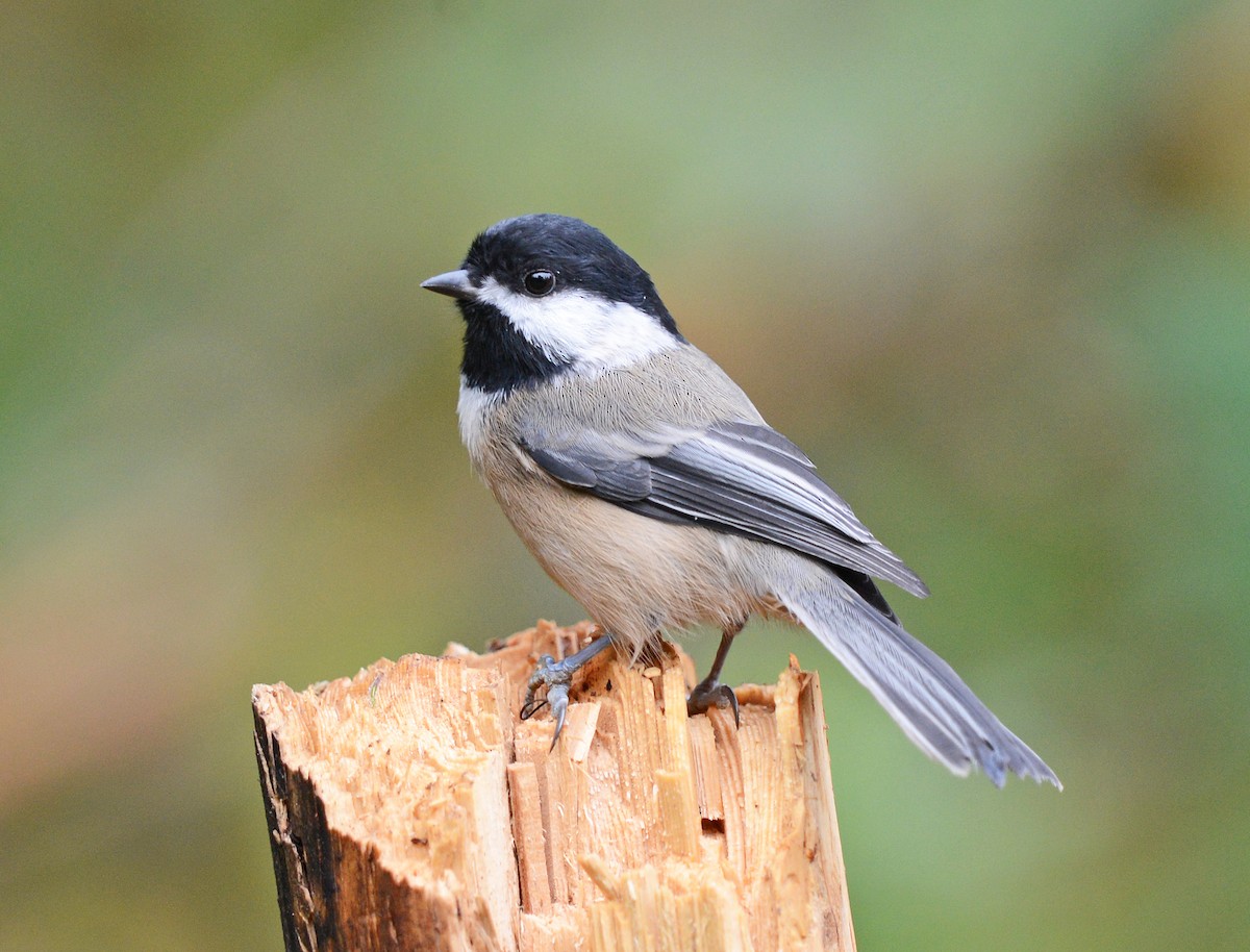 Black-capped Chickadee - ML642310268