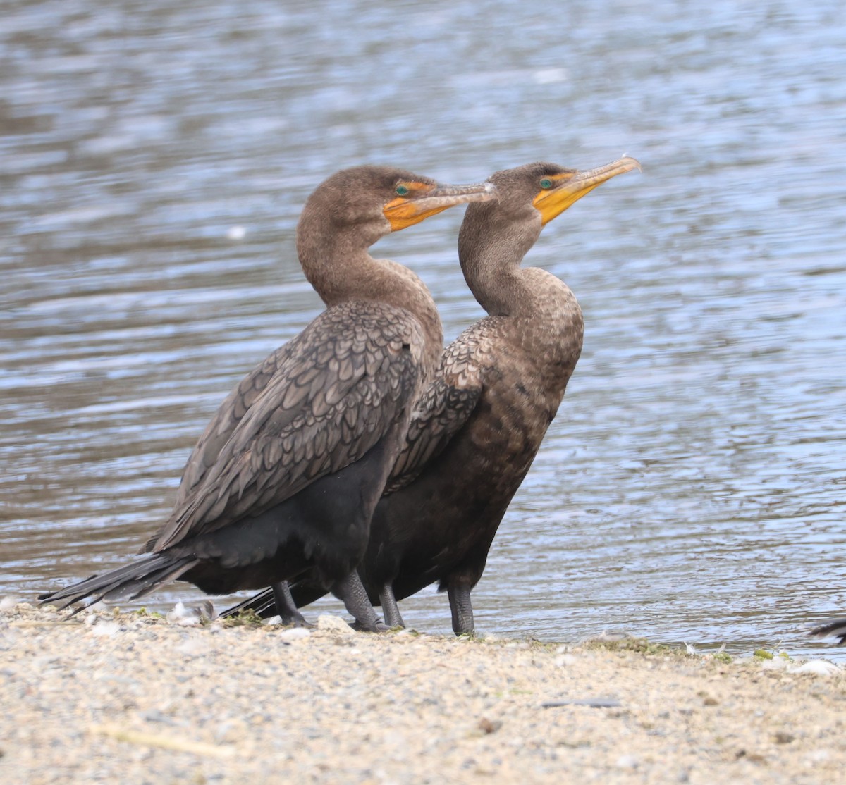 Double-crested Cormorant - ML642310269
