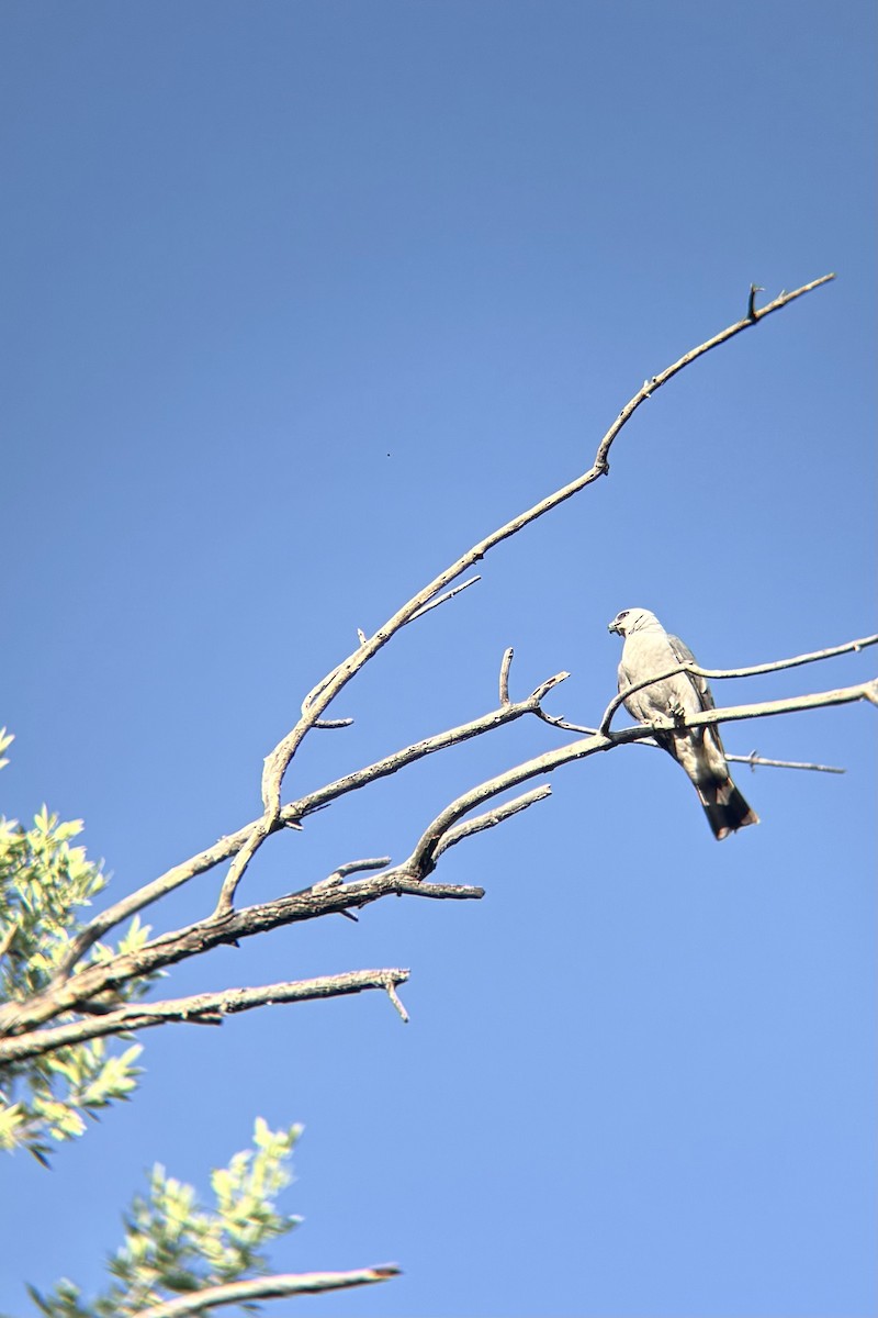 Mississippi Kite - ML642310270