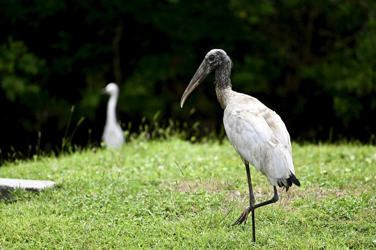 Wood Stork - ML642310275