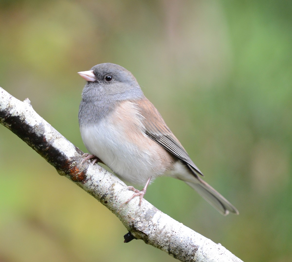 Dark-eyed Junco - ML642310276