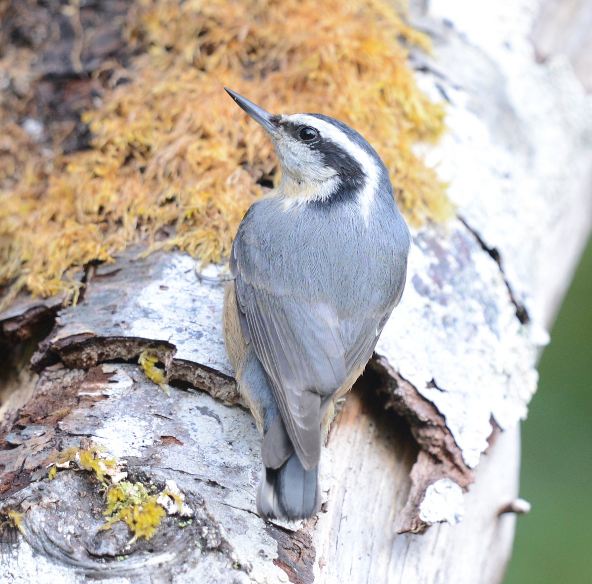 Red-breasted Nuthatch - ML642310294