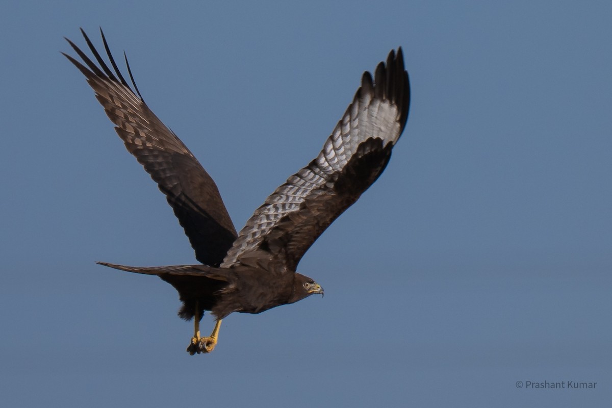 Long-legged Buzzard - ML642310295