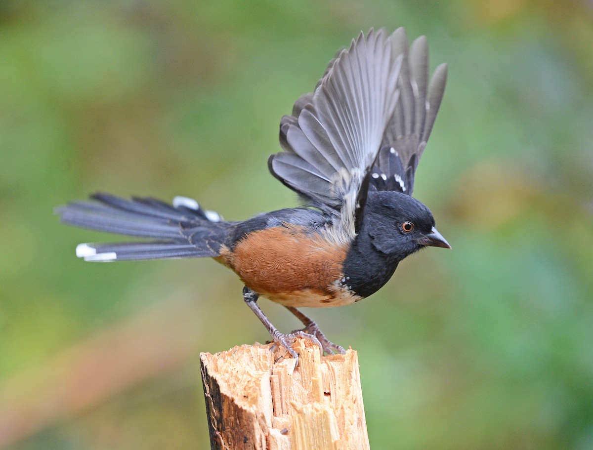 Spotted Towhee - ML642310317