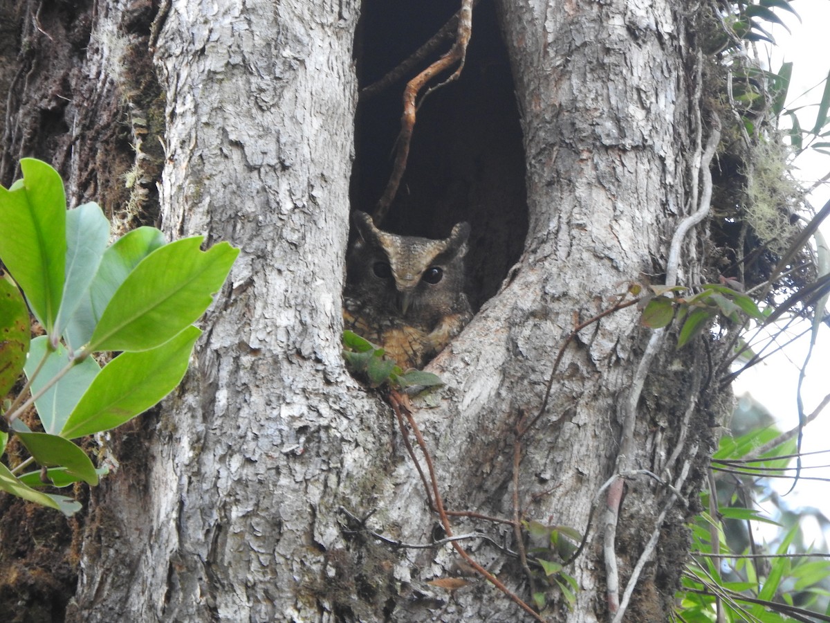 Rufescent Screech-Owl - ML642310321