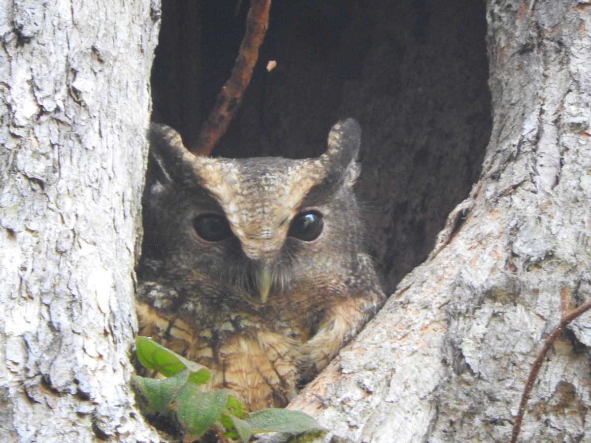 Rufescent Screech-Owl - ML642310322